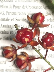 Campylospermum dependens