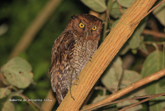 Megascops atricapilla