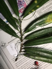 Campylospermum dependens