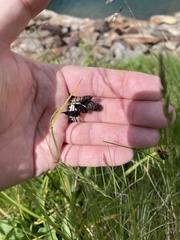 Luzula spicata