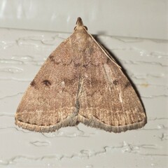 Zanclognatha protumnusalis