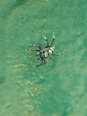 Phintella accentifera