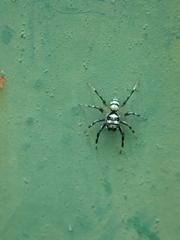 Phintella accentifera