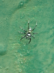 Phintella accentifera