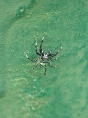 Phintella accentifera