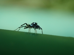 Phintella accentifera