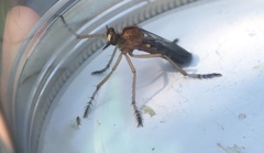 Diogmites discolor