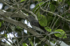 Lipaugus vociferans