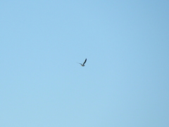 Chroicocephalus maculipennis