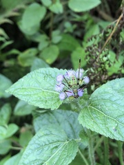 Phaneroptera nigroantennata