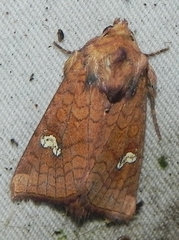 Amphipoea interoceanica