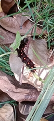 Lepidoptera