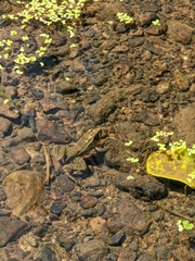 Lithobates yavapaiensis