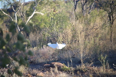 Cacatua sanguinea