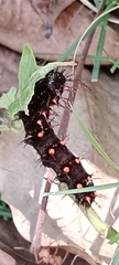 Lepidoptera