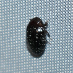 Chelonarium lecontei