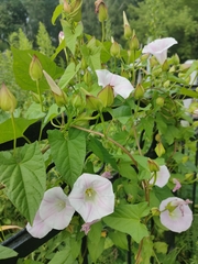 Calystegia sepium spectabilis