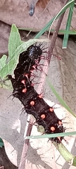 Lepidoptera