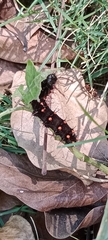 Lepidoptera