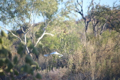 Cacatua sanguinea