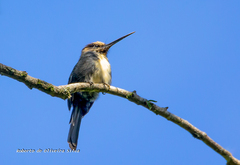 Jacamaralcyon tridactyla