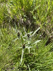 Omalotheca norvegica