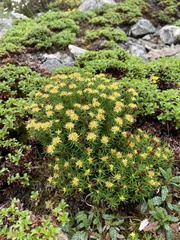 Rhodiola quadrifida