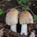 Amanita Amerirubescens Group - Photo (c) Tyler Christensen, some rights reserved (CC BY-NC), uploaded by Tyler Christensen