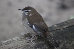 Cercotrichas signata