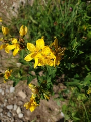 Hypericum richeri