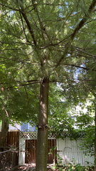 Pinus strobus