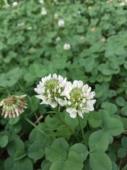 Trifolium repens