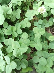 Trifolium repens