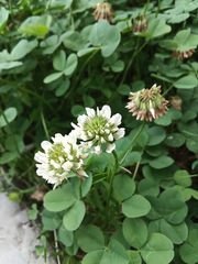 Trifolium repens