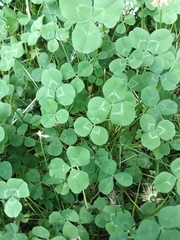 Trifolium repens