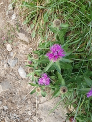 Centaurea nervosa