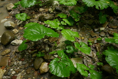 Pachyphragma macrophyllum