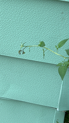 Solanum dulcamara