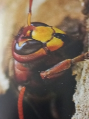 Vespa crabro