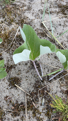 Petasites spurius