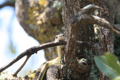 Masticophis taeniatus
