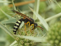 Cerceris tuberculata