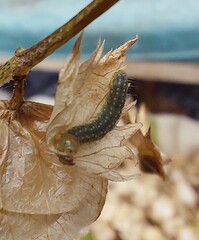 Zelotherses paleana