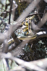 Masticophis taeniatus