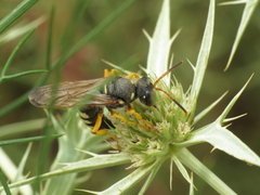 Cerceris tuberculata