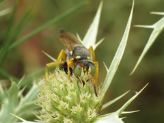 Cerceris tuberculata