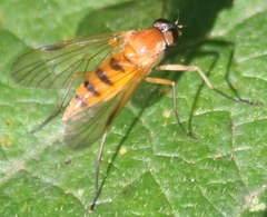 Rhagio lineola