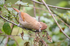 Grammatoptila striata