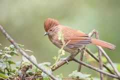 Grammatoptila striata