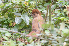 Grammatoptila striata